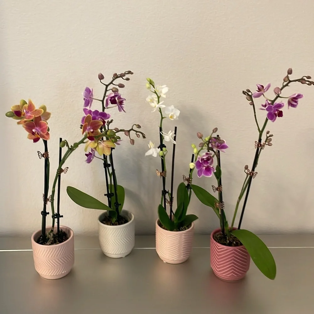 4 Mini Orchid Pots